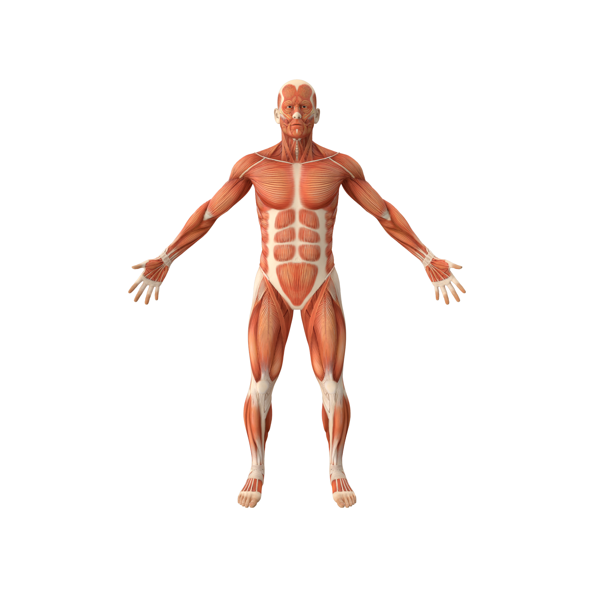 Front view of muscular system anatomy illustration