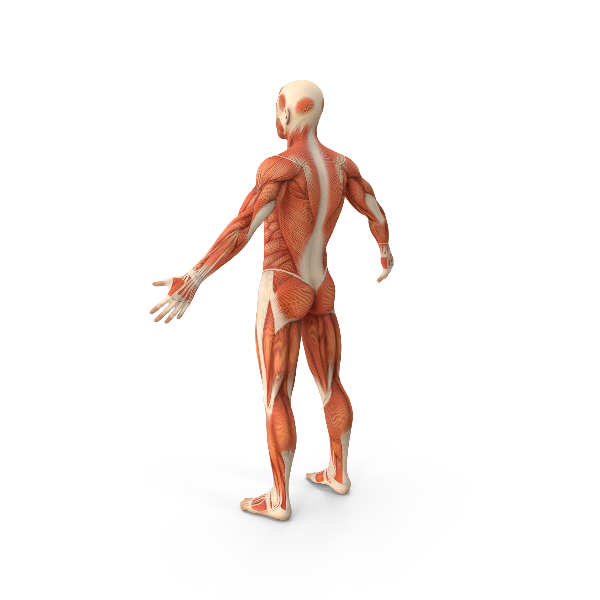 Back view of male muscular system anatomy illustration